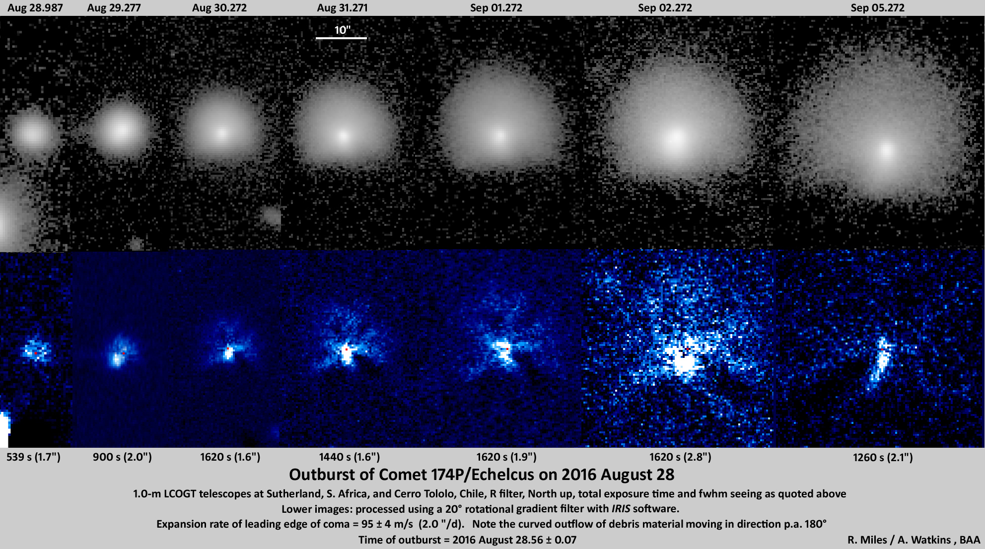 В отдельные годы в природе наблюдаются вспышки. Coma Comet.