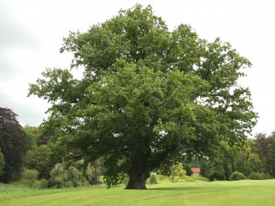 128-6 oak tree