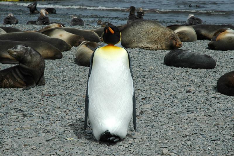 King penguin with elephant and fur seals, South Georgia. (Jonathan Shanklin)