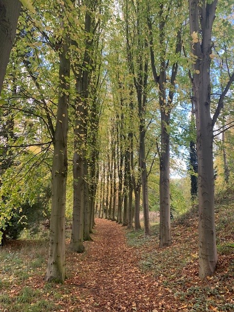 A woodland path with tall, well-established trees either side